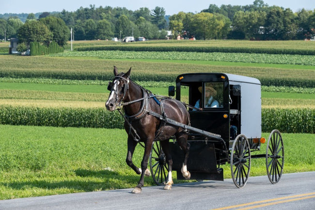 Are Amish Polygamists? (the Facts About Amish Marriage) – Amish Baskets