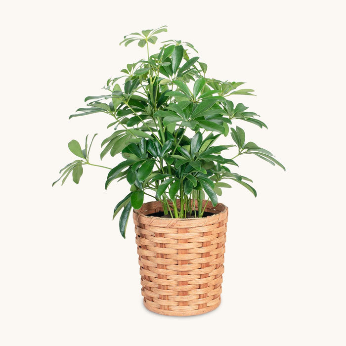 Basket Planters  Amish Woven Wicker Plant & Flower Pots — Amish Baskets